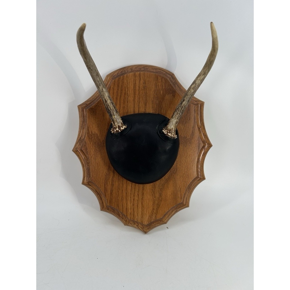 Vintage Deer Antler Plaque Taxidermy Wall Mount